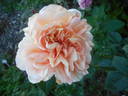 Sweet as Honey rose photo