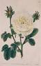 Globe White Hip rose photo
