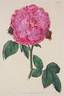 Bonaparte rose photo