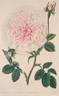 <i>Rosa alba</i> var. <i>Leeana</i> rose photo