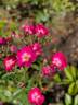 Papa Hémeray rose photo