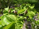 <I>Rosa arnoldiana</i> rose photo