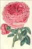 Brown's Superb rose photo