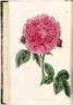 Bonaparte rose photo