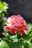 Silver Jubilee ® rose photo