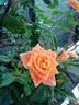 Mandarin ® rose photo