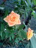 Mandarin ® rose photo