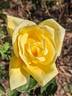 Golden State rose photo