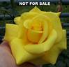 GARgold rose photo