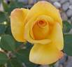 GARgold rose photo