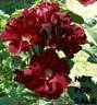 Dark Red Pillar rose photo