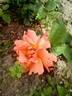 Florentia rose photo