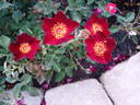 Maroon Eight rose photo