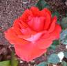 Athos ® rose photo