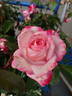 Grace N’ Grit ™ Pink Bicolor rose photo
