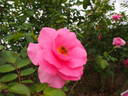 Earth Song rose photo