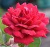 Collegiate Pride rose photo