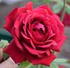 Collegiate Pride rose photo