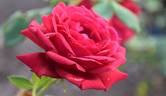 Collegiate Pride rose photo