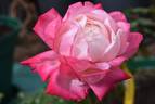 Beautiful Girl rose photo