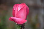 Aquarius rose photo