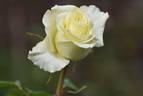 Limona ® rose photo
