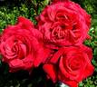 Jean Sablon rose photo