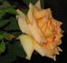 Sunbonnet Sue rose photo