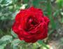 The Alamo rose photo