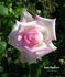 Cajun Signature rose photo
