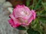 Standing Ovation ™ rose photo