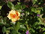 Chamois Doré rose photo