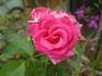 Jean du Tilleux rose photo