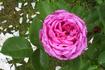 Emily Laxton rose photo