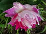 Ruffles Passion rose photo