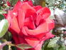 Miss Schweiz rose photo