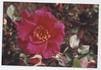 Baron de Bastrop rose photo