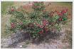 Baron de Bastrop rose photo