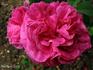 Agar rose photo