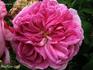 Pourpre Ardoisé rose photo