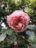 Elie Beauvilain rose photo