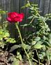 Barcelona rose photo