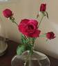 Barcelona rose photo