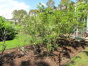 <i>R. spinosissima</i> var. <i>altaica</i> rose photo