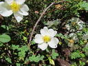 <i>R. spinosissima</i> var. <i>altaica</i> rose photo