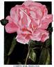 Federation rose photo