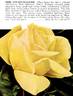 Madame Chiang Kai-shek rose photo