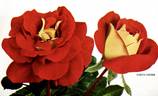 Forty-niner rose photo