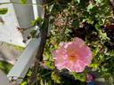 Souvenir de Madame Léonie Viennot rose photo
