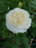 Eugenie rose photo